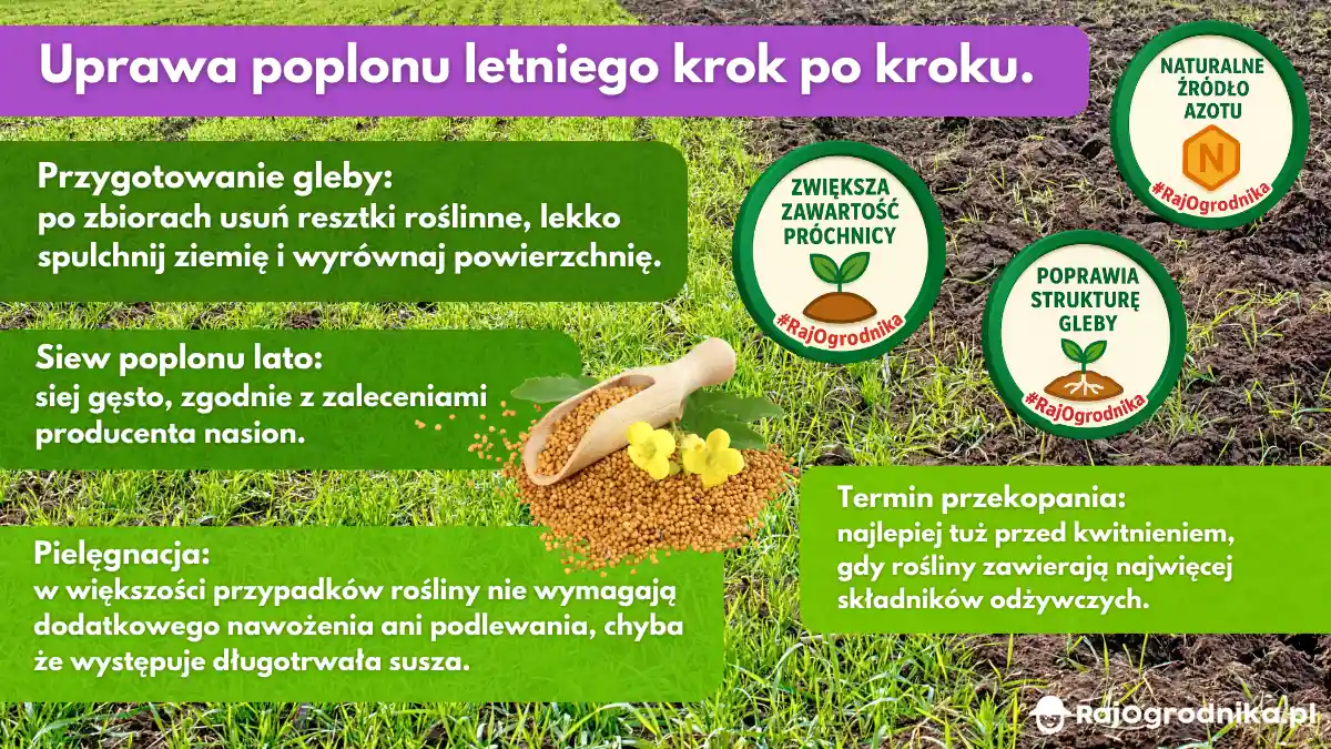 Uprawa-poplonu-letniego-krok-po-kroku-blog-rajogrodnika